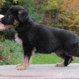 German Shepherd Puppies from Peakes Brook Shepherds