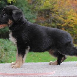 German Shepherd Puppies from Peakes Brook Shepherds