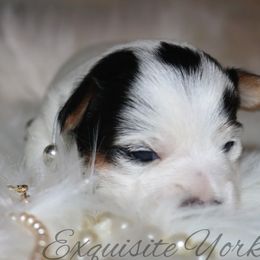 Yorkshire Terrier Puppies from Exquisite Yorkies