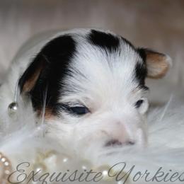 Yorkshire Terrier Puppies from Exquisite Yorkies
