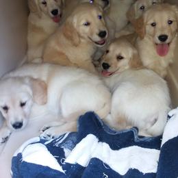 Golden Retriever Puppies from David Cearlock's Golden Retrievers
