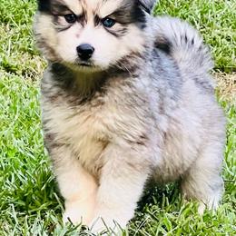 England - Male 1 - Gray and white male Siberian Husky puppy in Monroe, Georgia from Beastly Beauties Huskies & Pomskies