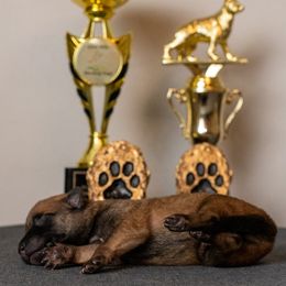 Girl 2 - Fawn female Belgian Malinois puppy in Lincoln, Nebraska from Nebraska K9