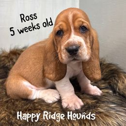 Ross - Red and white male Basset Hound puppy in Mebane, North Carolina from Happy Ridge Hounds