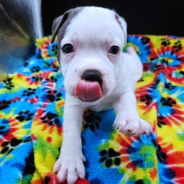 Opal - White female Staffordshire Bull Terrier puppy in Dallas, Texas from Wild Blue Staffords