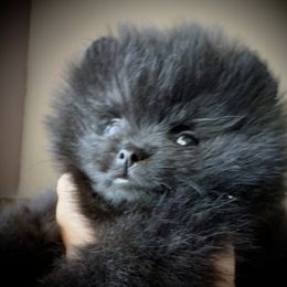 Akika - Black female Pomeranian puppy in Clovis, California from Netzi Poms