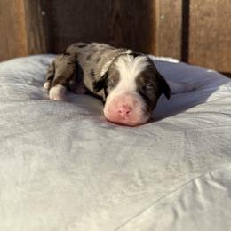 Romeo - Blue merle male Aussiedoodle puppy in Eastland, Texas from H5 Mini Doodles