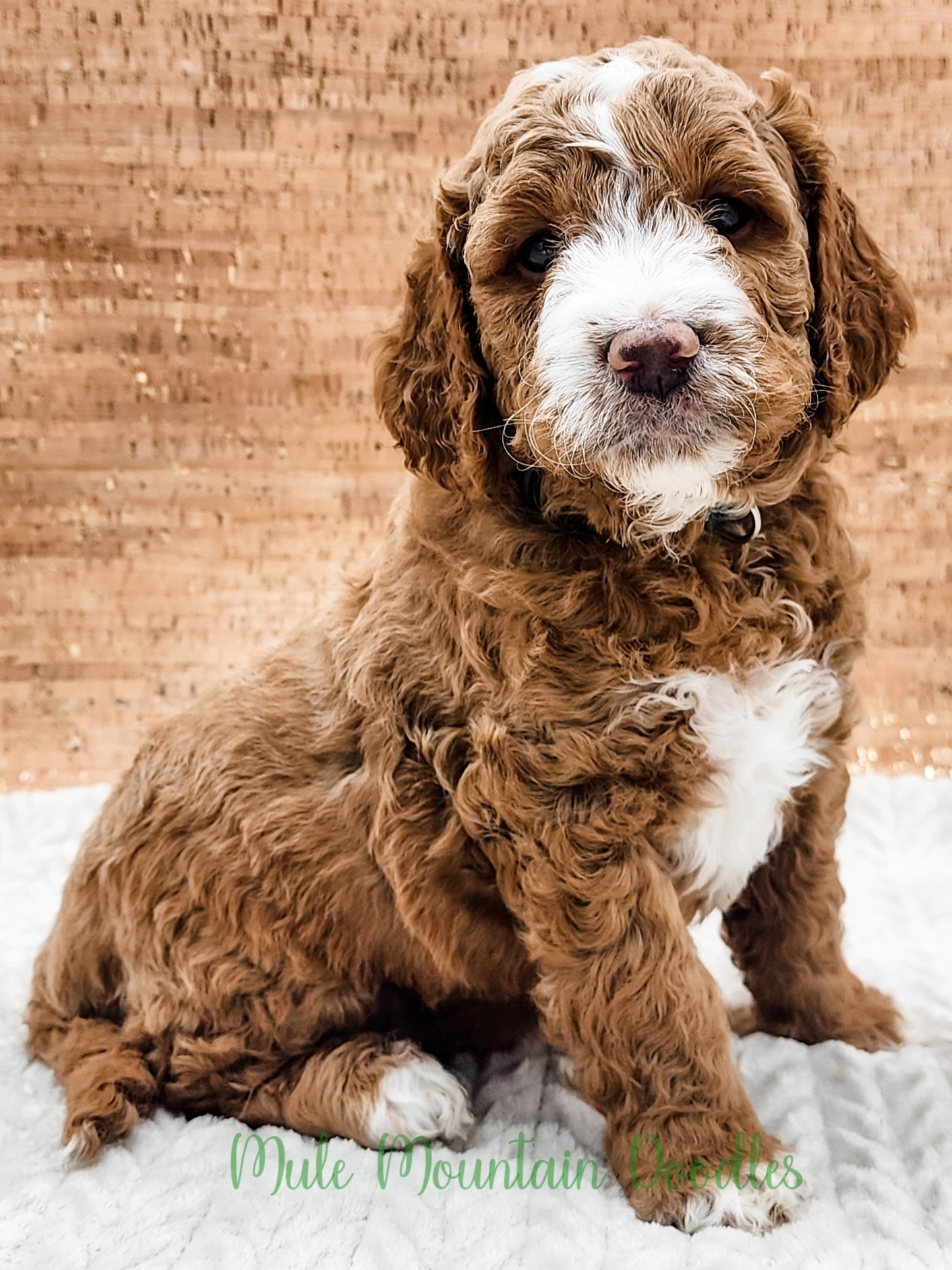 Double Doodle, Labradoodle, and Sheepadoodle Puppies from Mule Mountain Doodles