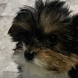 Morkies from Morkie Bears of Reno