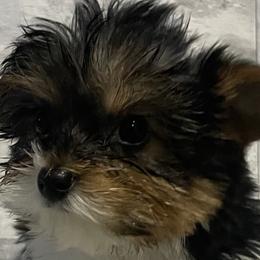 Morkies from Morkie Bears of Reno