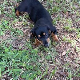 Dachshund Puppies from Tara Dunnam