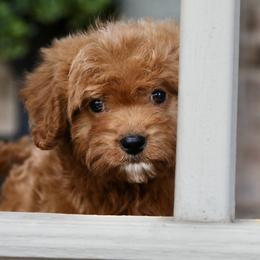 Waffles - Red male Cavapoo puppy in Boardman, Ohio from Taliaferro Kennel