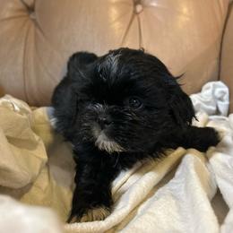 Cider - Black and white male Shih Tzu puppy in Statesboro, Georgia from Magnolia Small Breeds