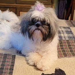 Shih Tzus from Lovin Shih Tzus