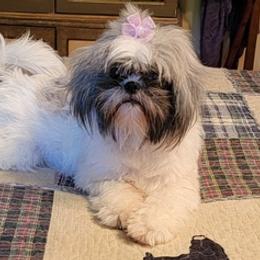 Shih Tzus from Lovin Shih Tzus