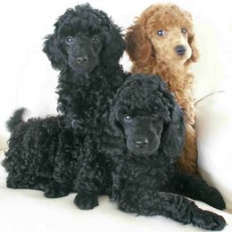 Poodles from Hilmac Poodles