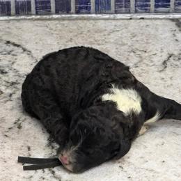 Mopsey - Black and white male Sheepadoodle puppy in Chesapeake, Virginia from Doodle-Cove