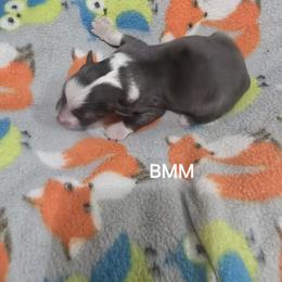 Jb1 - Blue merle male Miniature Australian Shepherd puppy in Bend, Oregon from Badlands Toy and Mini Aussies