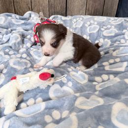 Koda - Chocolate male Border Collie puppy in Guffey, Colorado from Sunset Ridge
