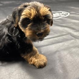 Boy 1 - Blue and gold male Yorkshire Terrier puppy in Marion, Indiana from Brandon's Yorkshire Terriers