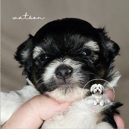 Watson - Black and white male Coton de Tulear puppy in Iowa from Jac Be Nimble Cotons