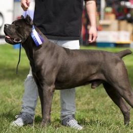 Zeus - Cane Corso