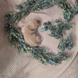 Purple Female - Yellow female Labrador Retriever puppy in Briggsdale, Colorado from LC Hunting Labs, LLC.
