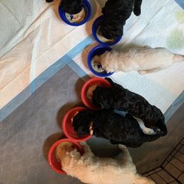 Goldendoodle Puppies from Luper Doodle LLC