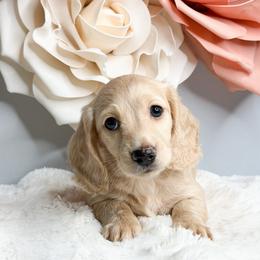 Everest - Cream male Dachshund puppy in Redding, California from Jean & Mae Doxies