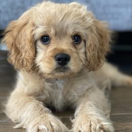 Australian Labradoodle, Cavapoo, Goldendoodle, and Poodle Puppies from Leila Pearson