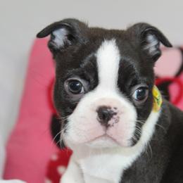 Timon - Black brindle and white male Boston Terrier puppy in Brooksville, Florida from I Love Pups