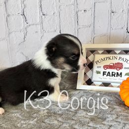 Pembroke Welsh Corgi Puppies from K3 Corgis