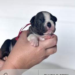Charmander - Blue male Boston Terrier puppy in West Jefferson, Ohio from Kline Kennels