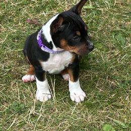 Sunshine - Black white and tan female Rat Terrier puppy in Canandaguia, New York from Mary ann Whipple's Old Dominion Terriers