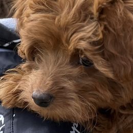 German Shepherds and Goldendoodles from Kraften K9