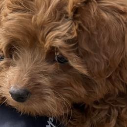 German Shepherds and Goldendoodles from Kraften K9