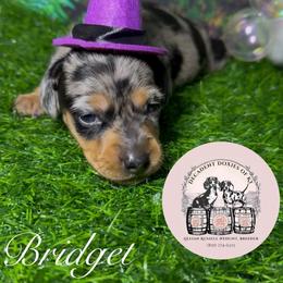 Bridget - Dapple female Dachshund puppy in Mt. Sterling, Kentucky from Decadent Doxies of KY