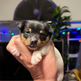 Pup A - White black and tan male Toy Fox Terrier puppy in Clermont, Florida from Debbie Hiles's Toy Fox Terriers