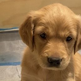 Boy 5 - Golden Golden Retriever puppy in Peekskill, New York from Storm King Golden Retrievers
