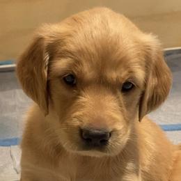 Boy 5 - Golden Golden Retriever puppy in Peekskill, New York from Storm King Golden Retrievers