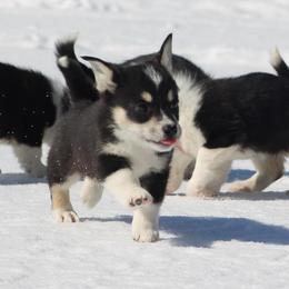 Finley - Black and tan male Pembroke Welsh Corgi puppy in Leonard, Texas from Southern Rose Corgis