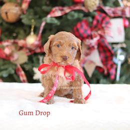 Gumdrop - Caramel male Australian Labradoodle puppy in Hurricane, Utah from Red Desert Doodles