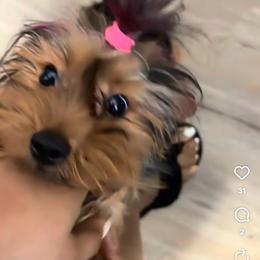 Yorkshire Terrier puppies from Luxury Poms