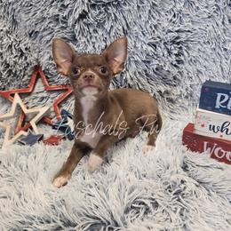 Rodger - Chocolate and white male Chihuahua puppy in Bowdon, Georgia from Paschal's Pups