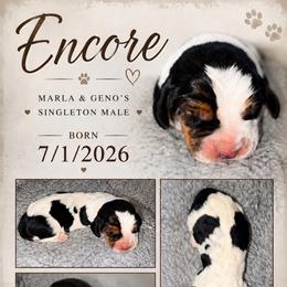 Encore - Black white and tan male Basset Hound puppy in Inman, Nebraska from Sandhill Hounds of Nebraska