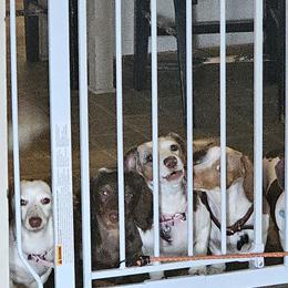 Dachshunds from Dog Crick Daschunds