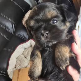 Girl 3 - Black and tan female Shih Tzu puppy in Norris City, Illinois from Dainty and Darling Shih Tzu