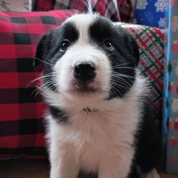 Faron - Black and white male Border Collie puppy in Dundy County, Nebraska from Stag Valley Homestead