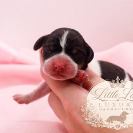 AKC Coral - Black and tan female Dachshund puppy in Christiansburg, Virginia from Little Legs Luxury Dachshunds LLC