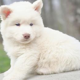 Laudel - White female Siberian Husky puppy in Woodlawn, Virginia from Delta Huskies